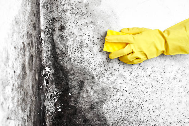 Best Black Mold Removal  in Buchanan, NY