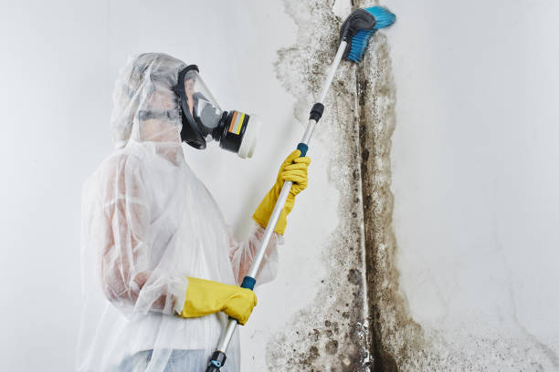 Best Attic Mold Removal  in Buchanan, NY