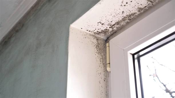 Best Local Mold Removal Service  in Buchanan, NY