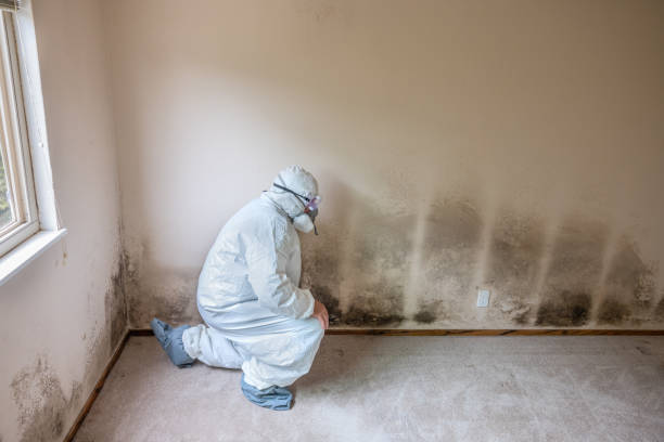 Best Mold Remediation  in Buchanan, NY